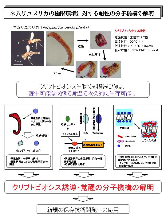 ネムリユスリカの極限環境に対する耐性の分子機構の解明