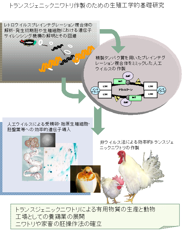 トランスジェニックニワトリ作製のための生殖工学的基礎研究