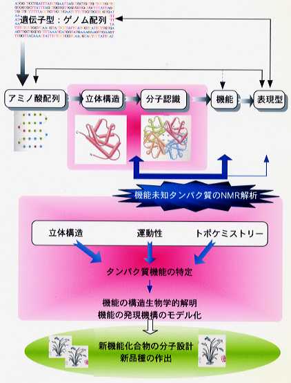 NMRによる機能未知タンパク質の動的構造解析と機能の推定に関する基礎的研究