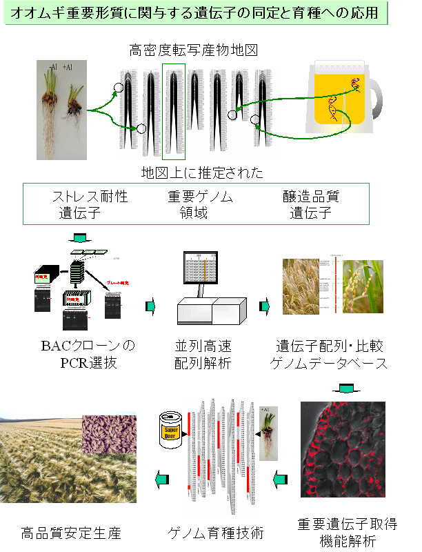 オオムギ重要形質に関与する遺伝子の同定と育種への応用