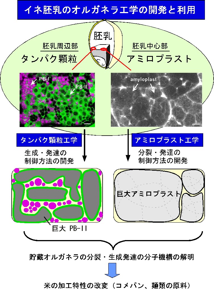 イネ胚乳細胞のオルガネラ工学の開発と利用