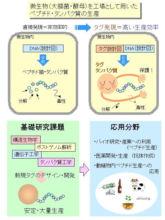 微生物を用いたペプチドの大量生産法の開発