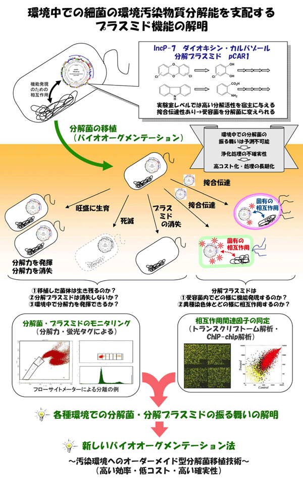 環境中での細菌の環境汚染物質分解能を支配するプラスミド機能の解明