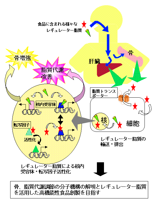 レギュレーター脂質の機能解析と高機能性食品創製への基盤研究