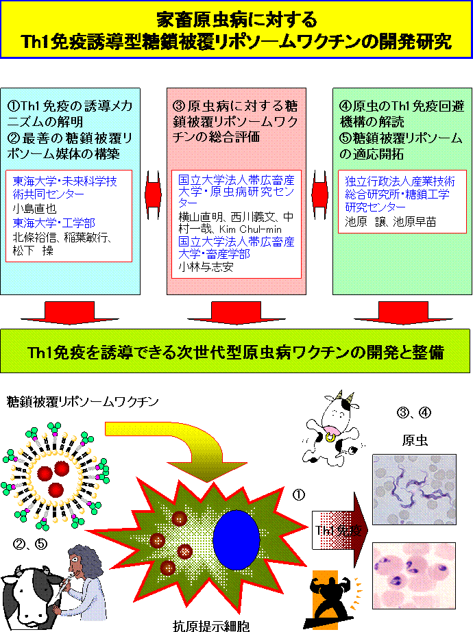 家畜原虫病に対するTh1免疫誘導型糖鎖被覆リポソームワクチンの開発研究