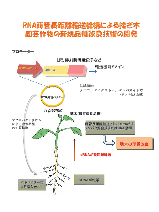 RNA篩管長距離輸送機構による接ぎ木園芸作物の新規品種改良技術の開発