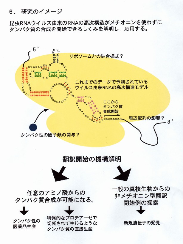 非メチオニン型翻訳開始機構の解析とその利用法の開発