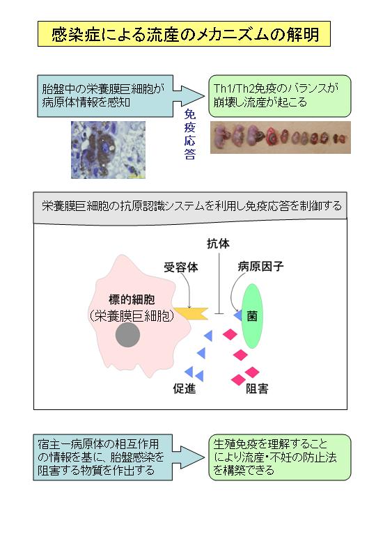 生殖免疫を基盤とした流産・不妊の防止法に関する研究