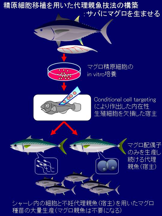 精原細胞移植を用いた代理親魚技法の構築:サバにマグロを生ませる