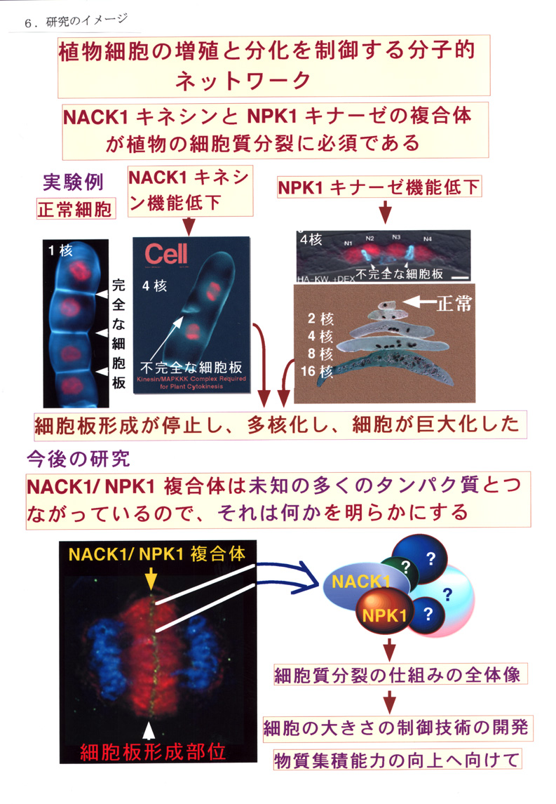 植物細胞の増殖と分化を制御する分子的ネットワーク