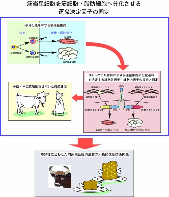 筋衛星細胞を筋細胞・脂肪細胞へ分化させる運命決定因子の同定