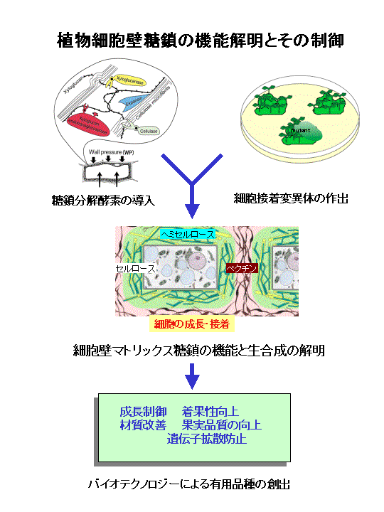 植物細胞壁糖鎖の機能解明とその制御