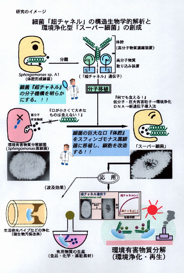 細菌「超チャネル」の構造生物学的解析と環境浄化型「スーパー細菌」の創成