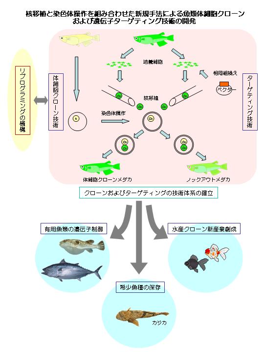  核移植と染色体操作を組み合わせた新規手法による魚類体細胞クローンおよび遺伝子ターゲティング技術の開発