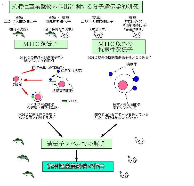 抗病性産業動物の作出に関する分子遺伝学的研究