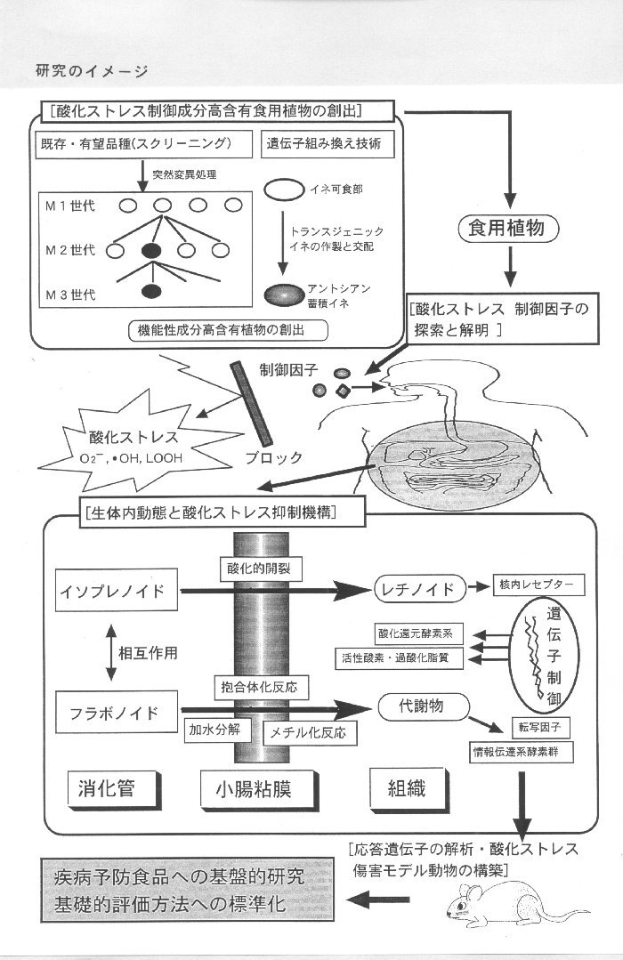 食用植物由来の酸化ストレス制御因子に関する基盤的研究