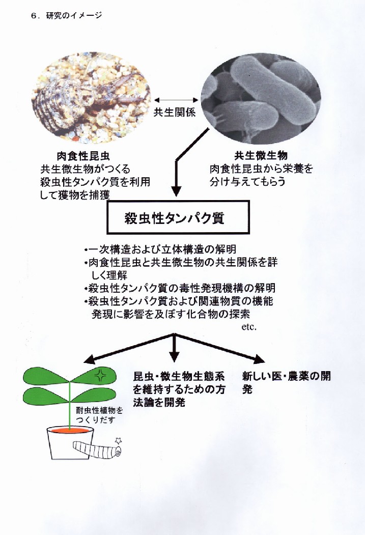 肉食性昆虫の共生微生物が産生する殺虫性タンパク質に関する基礎研究