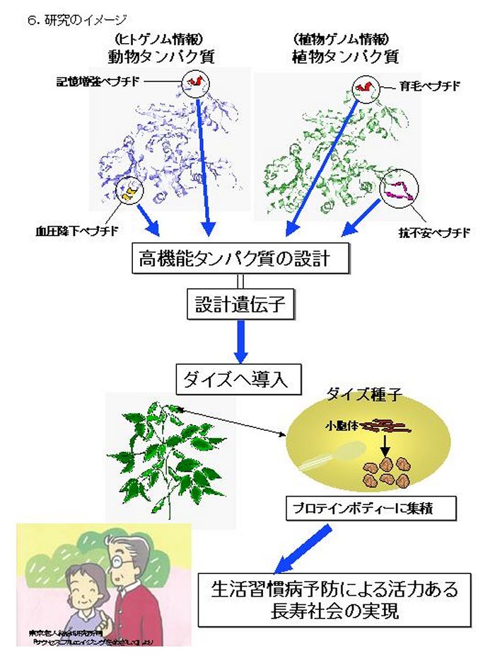 ゲノム情報の活用による生活習慣病予防機能を強化した食品素材の創出