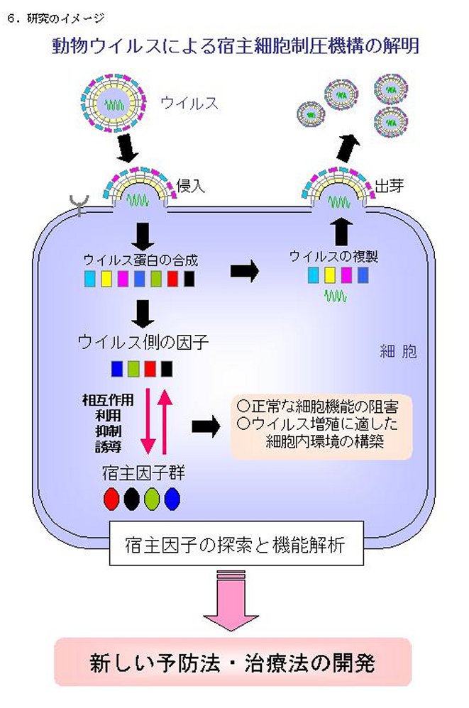 動物ウイルスによる宿主細胞制圧機構の解明