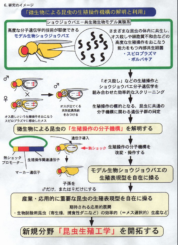 微生物による昆虫の生殖操作機構の解明と利用 