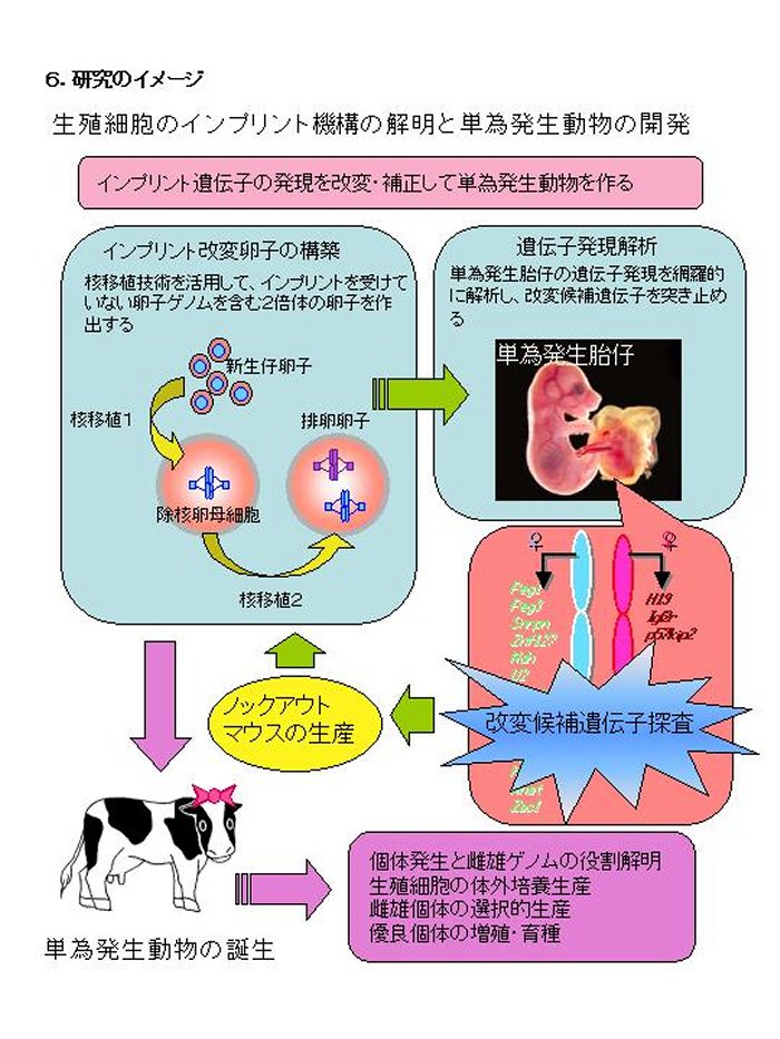 生殖細胞のインプリント機構の解明と単為発生動物の開発