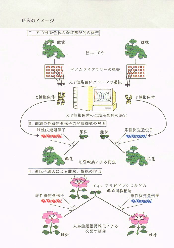 植物性染色体の全構造決定に基づく性制御技術の開発