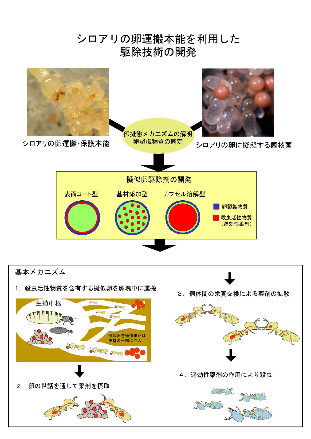 シロアリの卵運搬本能を利用した駆除技術の開発