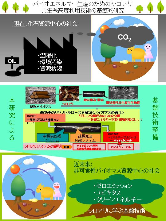 バイオエネルギー生産のためのシロアリ共生系高度利用技術の基盤的研究