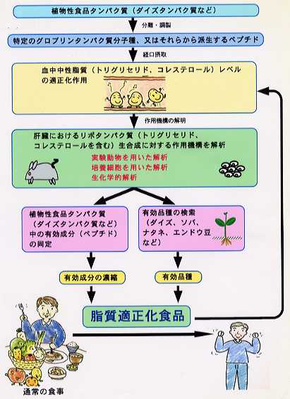 食品成分による脂質代謝の調節に関する研究