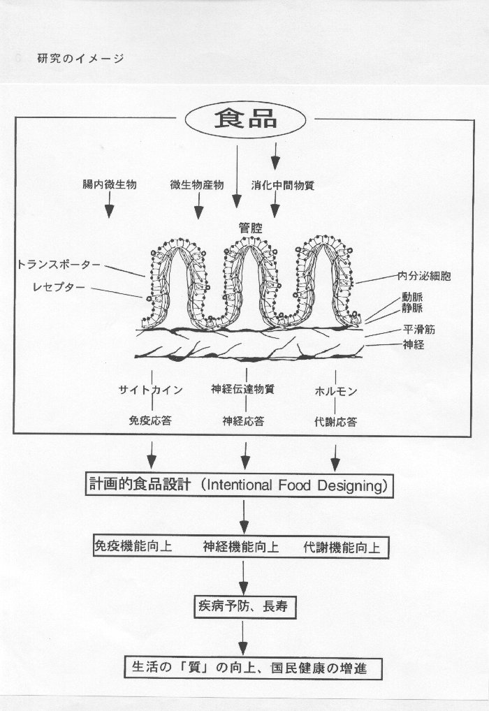 消化管機能の分子生物学的解析と計画的食品設計