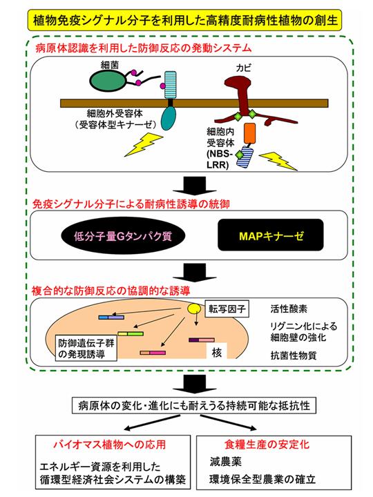 植物免疫シグナル分子を利用した高精度耐病性植物の創生