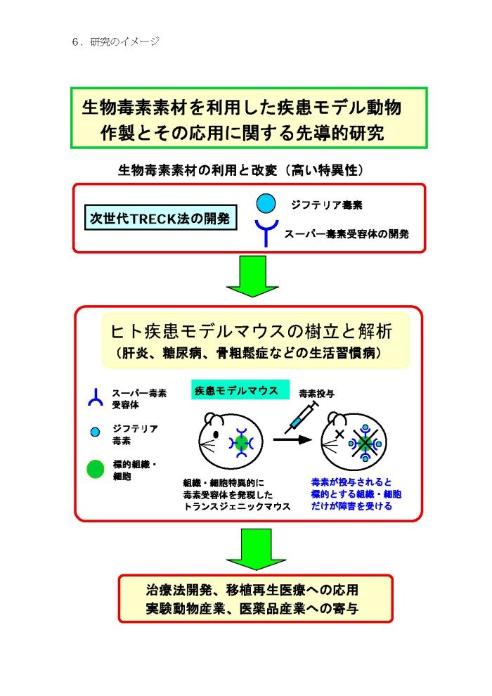 生物毒素素材を利用した疾患モデル動物作製とその応用に関する先導的研究