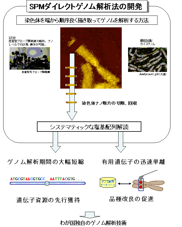 SPMダイレクトゲノム解析法の開発