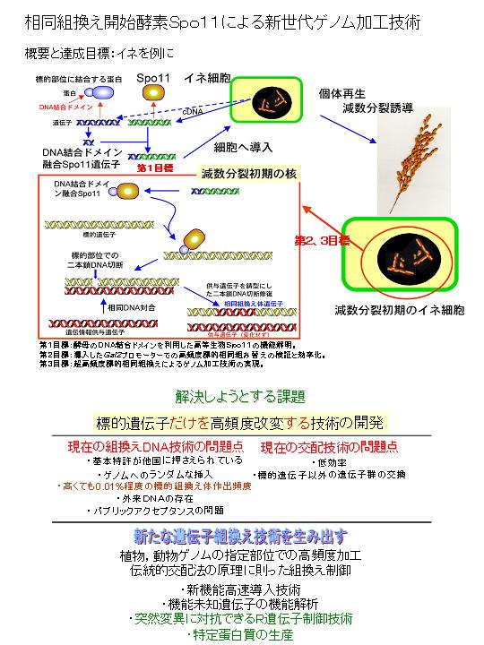 相同組換え開始酵素Spo11による新世代ゲノム加工技術