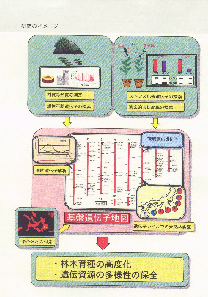 スギのゲノム解析とその高度利用に関する基礎的研究