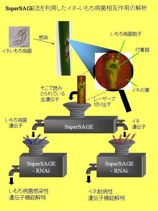 SuperSAGE法を利用したイネ-いもち病菌相互作用の解析