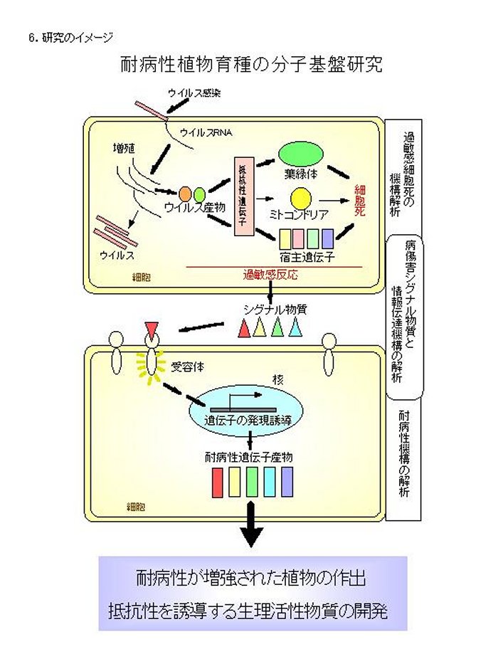 耐病性植物育種の分子基盤研究