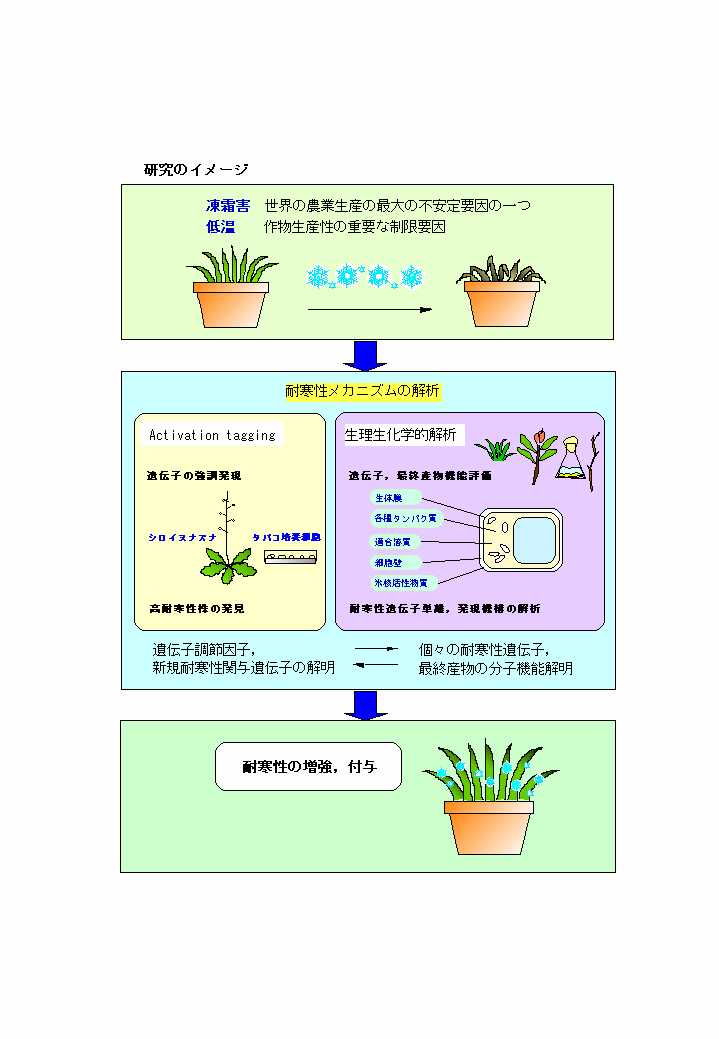 植物の耐寒性形質に関わる分子機能の複合的解析とその応用