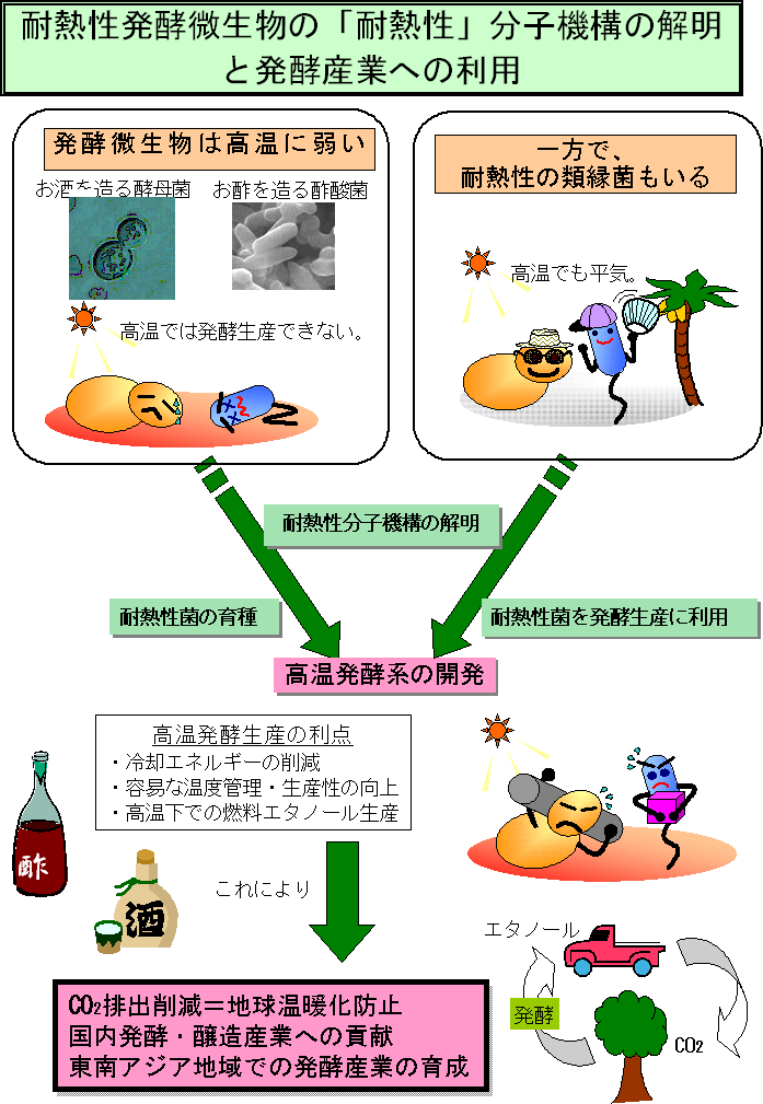 耐熱性発酵微生物の「耐熱性」分子機構の解明と発酵産業への利用