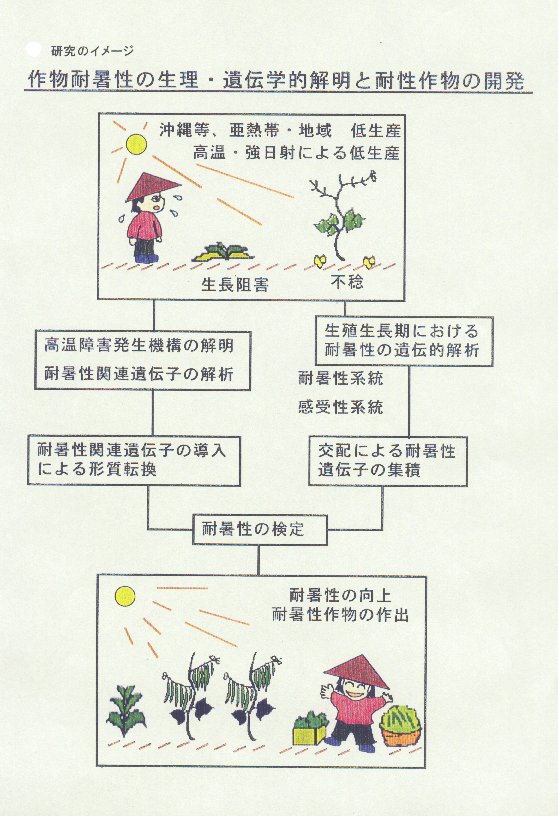 作物耐暑性の生理・遺伝学的解明と耐性作物の開発