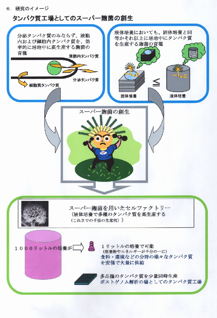 タンパク質工場としての糸状菌の高度利用に関する基盤的研究