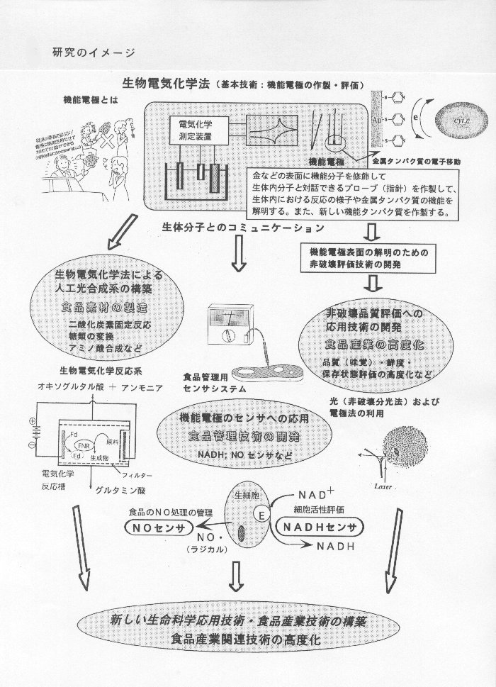 金属タンパク質の界面電子移動制御と生物機能の高度利用