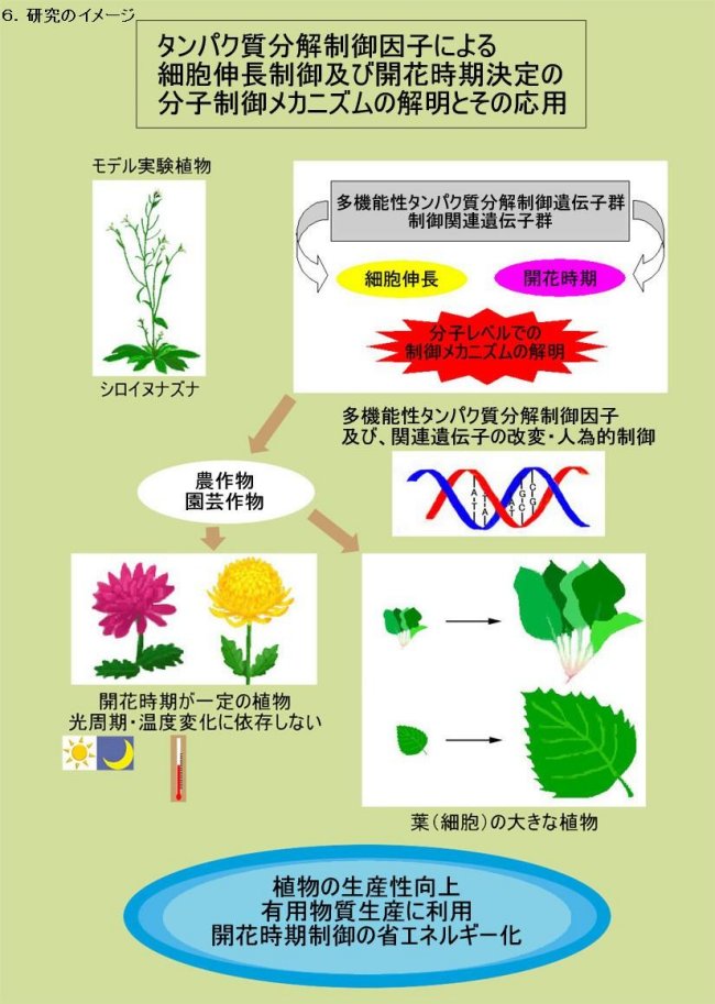 タンパク質分解制御因子による細胞伸長制御及び開花時期決定の分子制御メカニズム解明とその応用