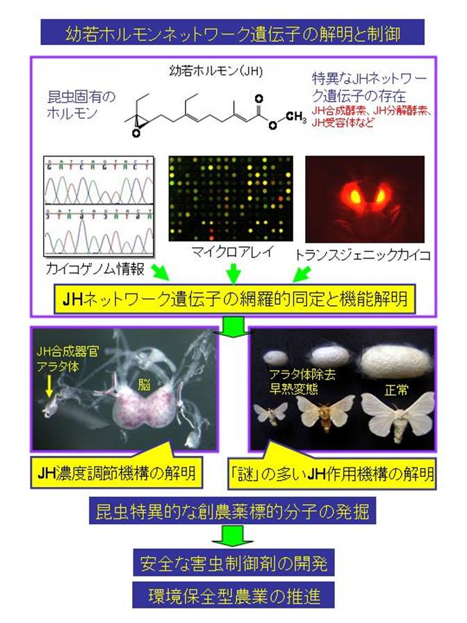 幼若ホルモンネットワーク遺伝子の解明と制御