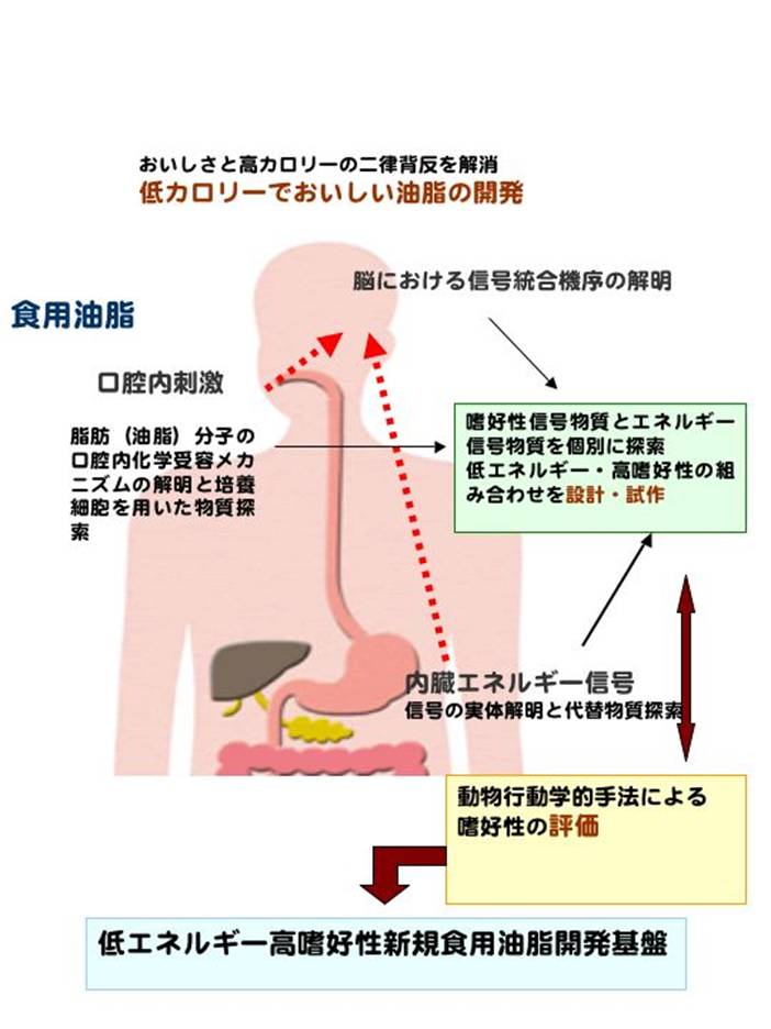 油脂の口腔内化学受容および脳内情報処理機構解明による高嗜好性低エネルギー油脂開発の基盤構築