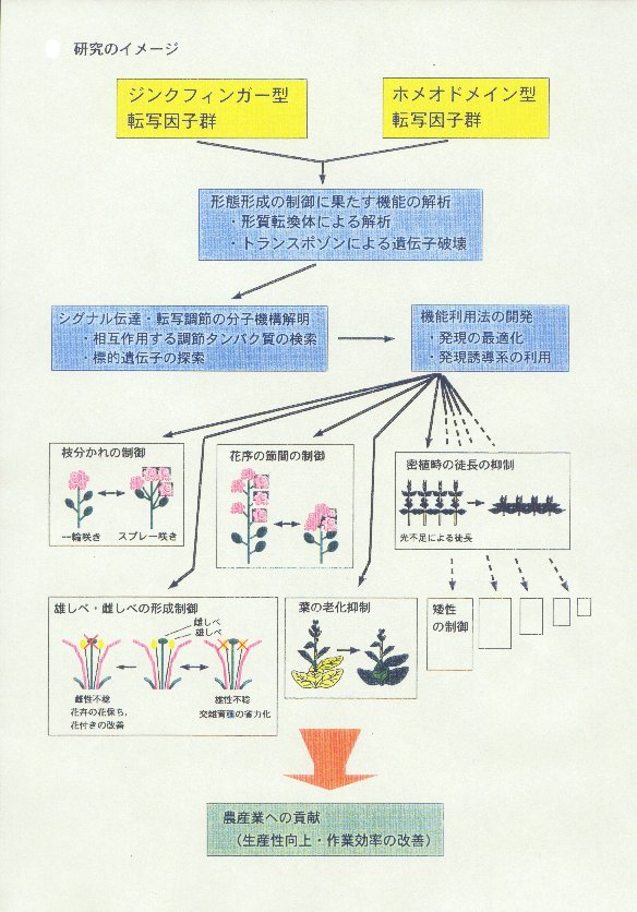 植物の形態形成を制御する転写因子の機能解明と利用法の開発