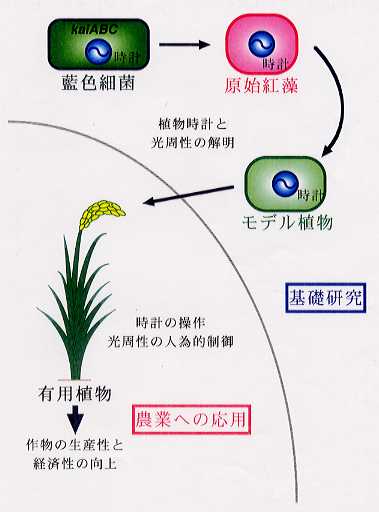 植物の生物時計機構の解明と光周性の人為的制御