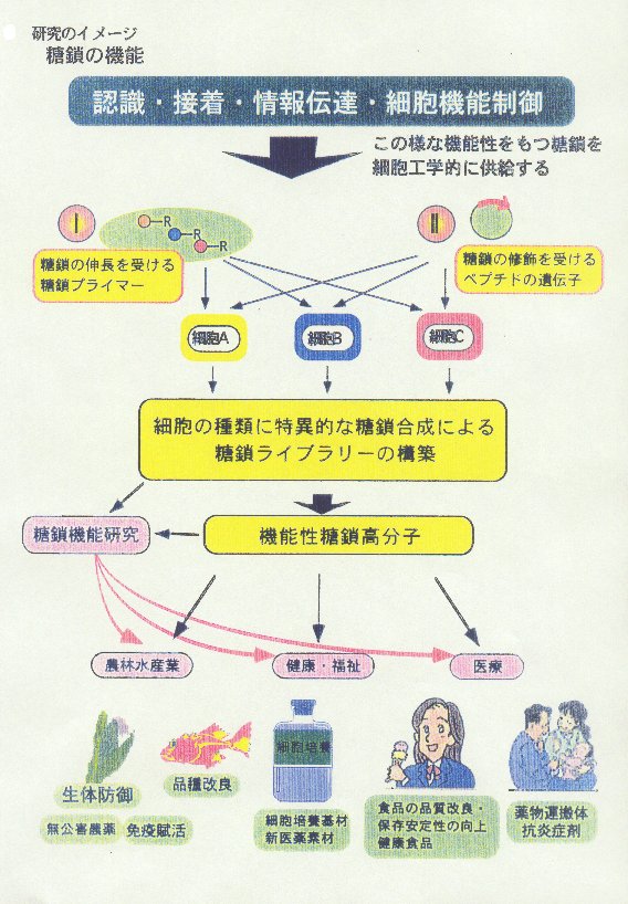 細胞に作らせる糖鎖ライブラリーと機能性糖鎖高分子