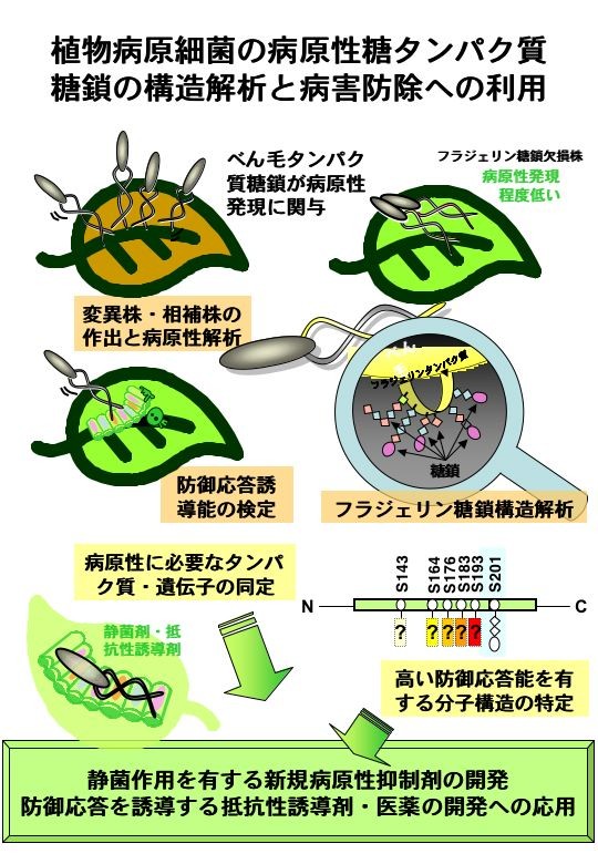 植物病原細菌の病原性糖タンパク質糖鎖の構造解析と病害防除への利用