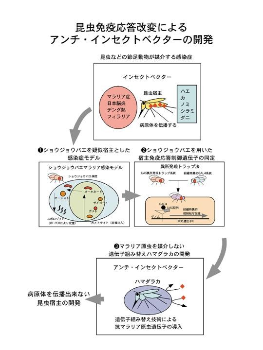 昆虫免疫応答改変によるアンチ・インセクトベクターの開発